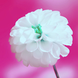 香芸.jpg