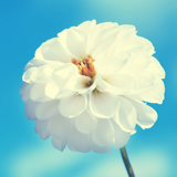 香芸2.jpg