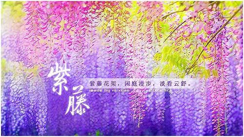 紫藤-2.jpg