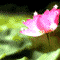 迎风笑.gif