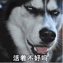 五个字.png