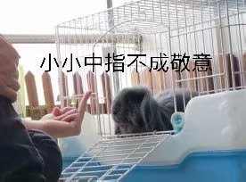 中指.jpg