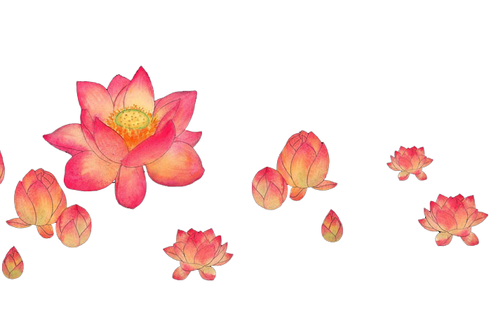 荷花 (7).png