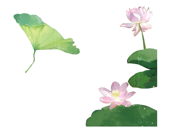 荷花 (4).png