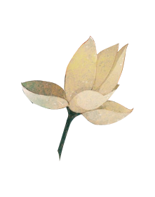 荷花（33).png
