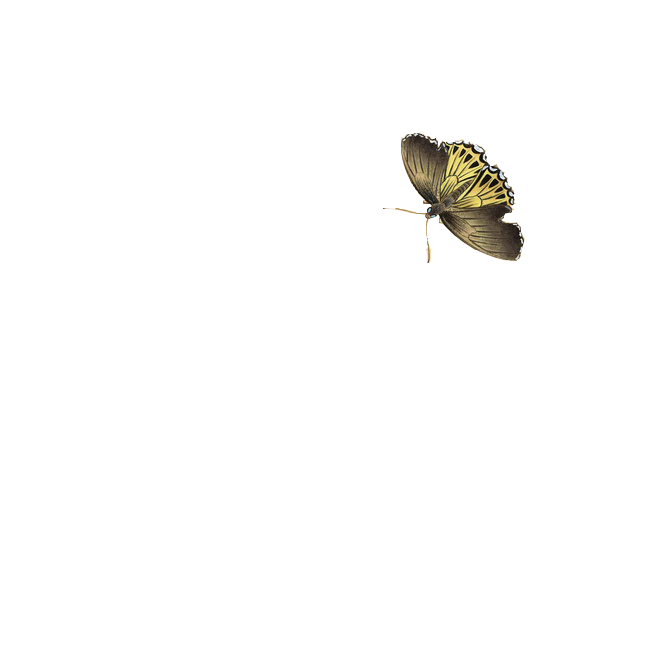 蝴蝶 (2).png