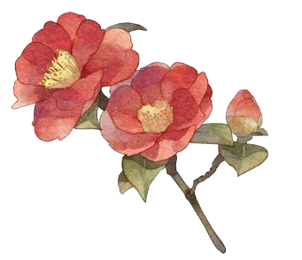 花花 (4).png