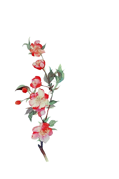 花花 (12).png