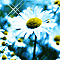 雏菊.gif