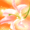 醉百合.gif